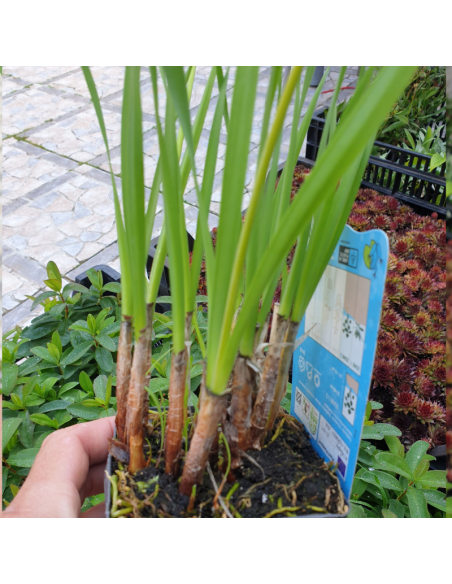 Tulbaghie - Tulbaghia violacea
