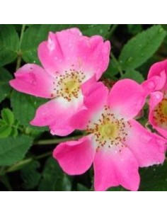 Eglantier - rosier des chiens - rosa canina 2