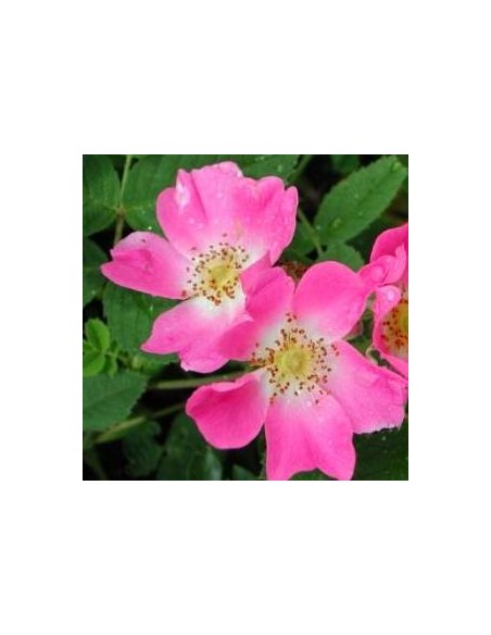 Eglantier "rosier des chiens"