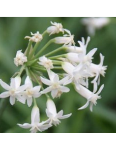 Tulbaghie blanc - Tulbaghia violacea alba