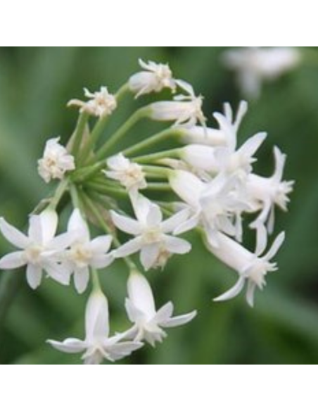 Tulbaghie blanc - Tulbaghia violacea alba