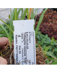 Tulbaghie blanc - Tulbaghia violacea alba 2