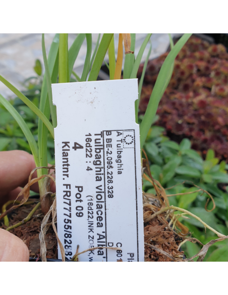 Tulbaghie blanc - Tulbaghia violacea alba