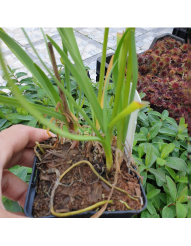 Tulbaghie blanc - Tulbaghia violacea alba