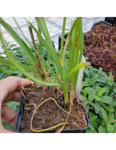 Tulbaghie blanc - Tulbaghia violacea alba