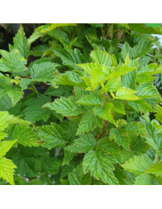 Ronce ornementale - Rubus spectabilis Flore Pleno 2