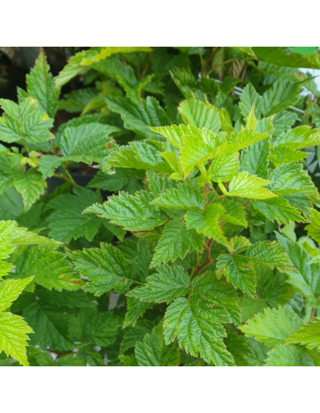 Ronce ornementale - Rubus spectabilis Flore Pleno