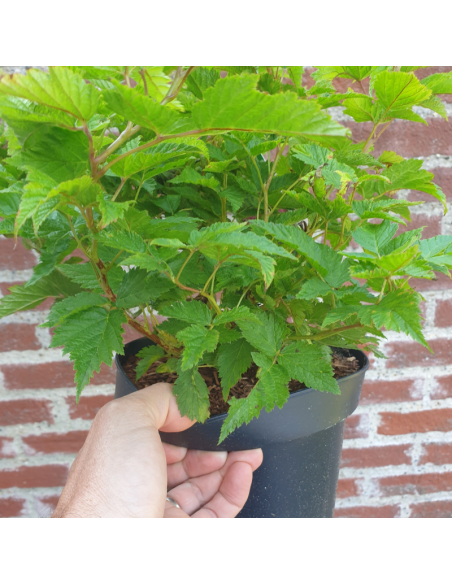 Ronce ornementale - Rubus spectabilis Flore Pleno