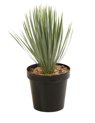 Yucca rostrata