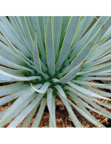 Yucca rostrata