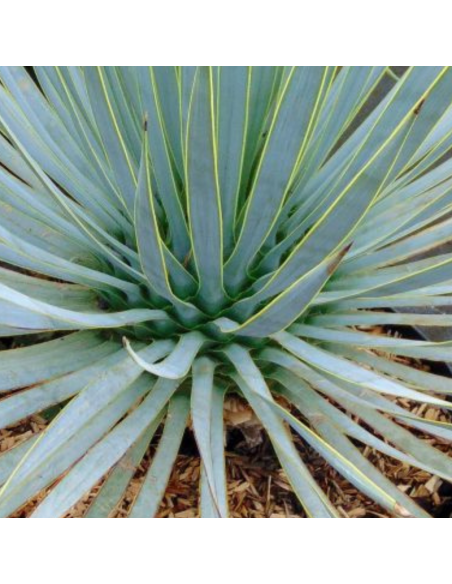 Yucca rostrata