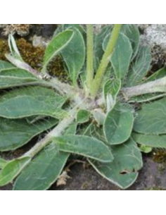 Epervière piloselle - Hieracium pilosella 2