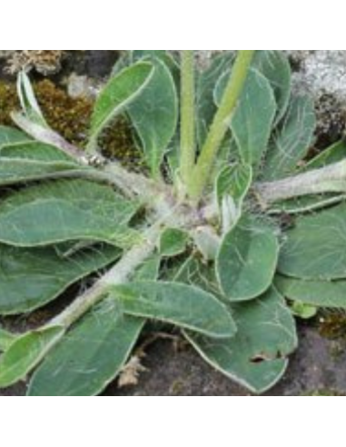 Epervière piloselle - Hieracium pilosella