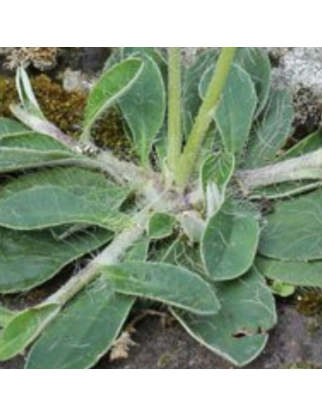 Epervière piloselle - Hieracium pilosella