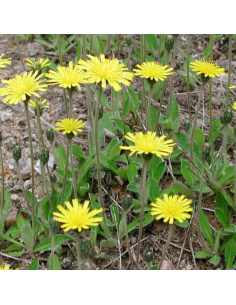 Epervière piloselle - Hieracium pilosella