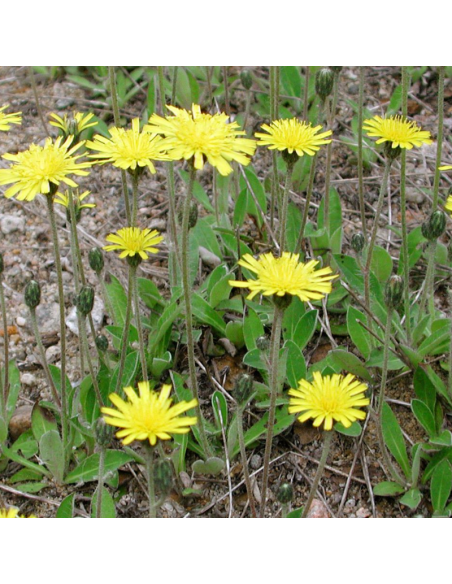 Epervière piloselle - Hieracium pilosella