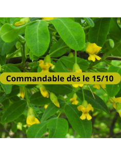 Acacia jaune - Caragana Arborescens