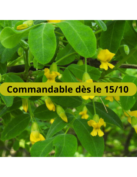 Acacia jaune - Caragana Arborescens