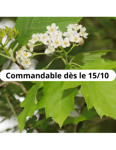 Alisier torminal - Sorbus torminalis