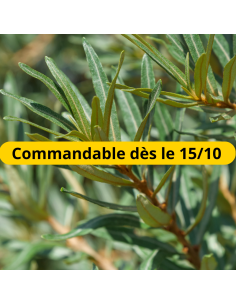 Argousier - Hippophae Rhamnoides
