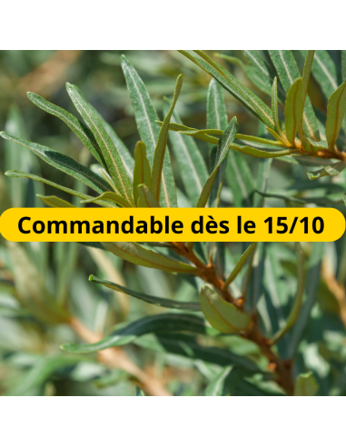Argousier - Hippophae Rhamnoides