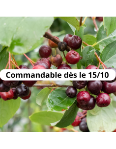 Aronie fruits noirs - Aronia Melanocarpa