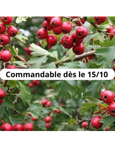 Aubépine épine blanche - Crataegus Monogyna