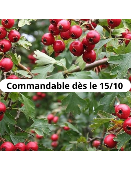 Aubépine épine blanche - Crataegus Monogyna