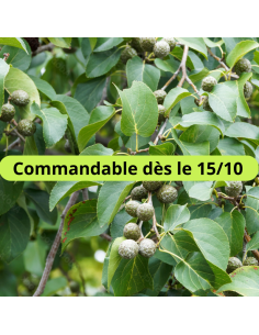 Aulne blanc - Alnus Incana