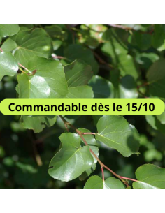 Aulne de Corse - Alnus Cordata