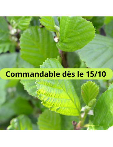 Aulne glutineux - Alnus Glutinosa