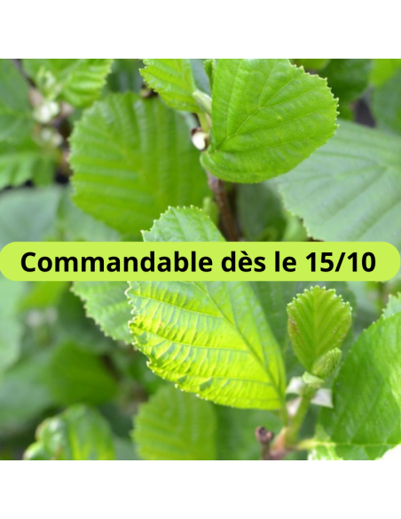 Aulne glutineux - Alnus Glutinosa