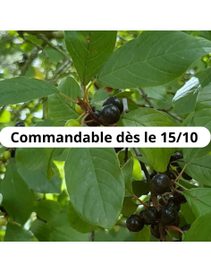 Bourdaine - Frangula Alnus