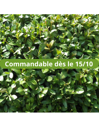 Buis - Buxus Sempervirens