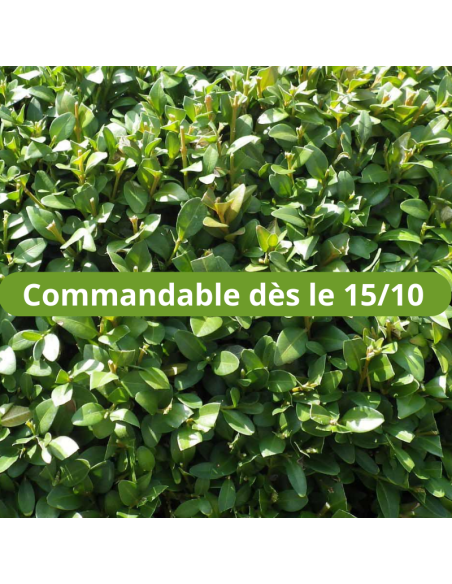 Buis - Buxus Sempervirens