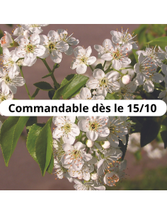 Cerisier de Sainte Lucie - Prunus Mahaleb