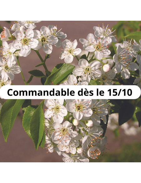 Cerisier de Sainte Lucie - Prunus Mahaleb