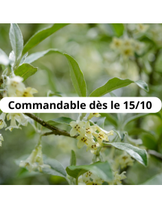 Chalef en ombelles - Elaeagnus umbellata