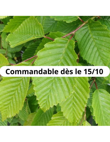 Charmille - Charme Commun - Carpinus Betulus