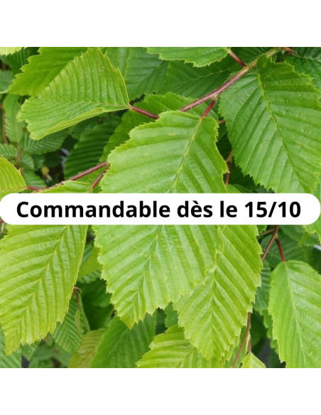Charmille - Charme Commun - Carpinus Betulus
