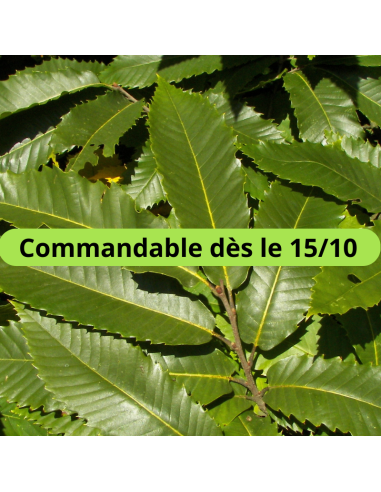 Châtaignier commun - Castanea Sativa
