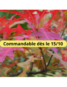 Chêne des marais - Quercus palustris