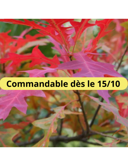 Chêne des marais - Quercus palustris