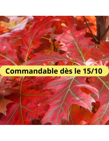 Chêne rouge d'Amérique - Quercus Rubra