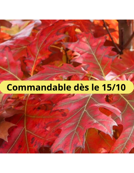 Chêne rouge d'Amérique - Quercus Rubra