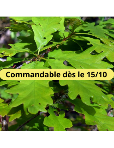 Chêne sessile - Quercus Petraea