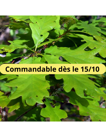 Chêne sessile - Quercus Petraea