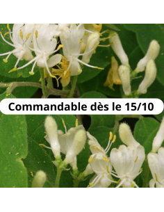 Chèvrefeuille des haies - Lonicera Xylosteum