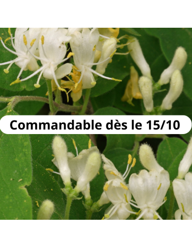 Chèvrefeuille des haies - Lonicera Xylosteum