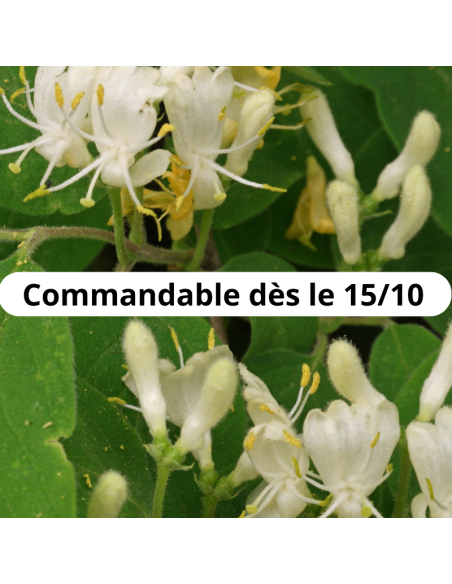 Chèvrefeuille des haies - Lonicera Xylosteum